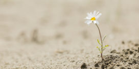 Enhancing student resilience is a natural outcome of a high-quality education--and positive patterns and behaviors are a result